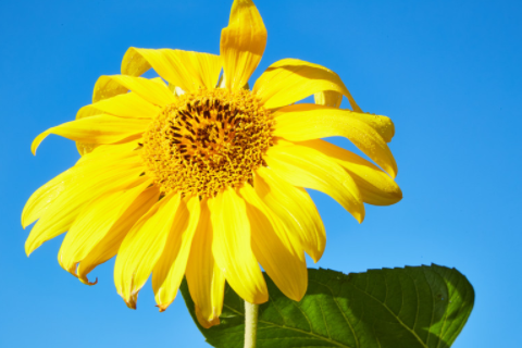 摩羯是注定愛上巨蟹 細數摩羯男的特點