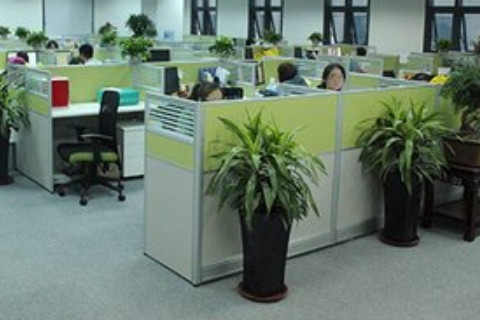 辦公室蘭花擺設風水方位?不同方位寓意不同