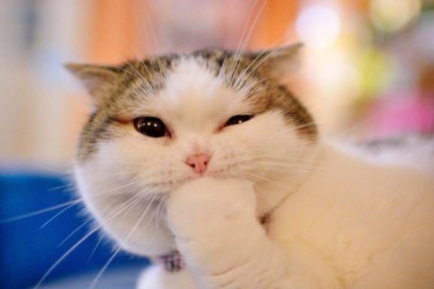 男馬女猴婚姻是否相配 屬馬和屬猴人的性格分析