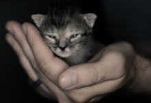 水瓶女是射手男的克星嗎 水瓶座女生的缺點