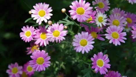 懷孕夢見買鞋子