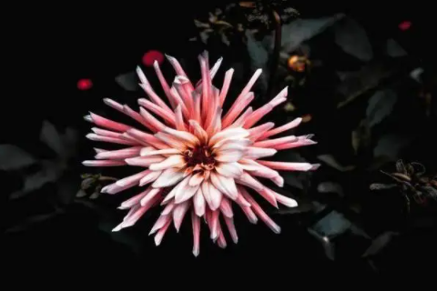 金牛和天蝎注定的一對 金牛是唯一治得了天蝎的嗎