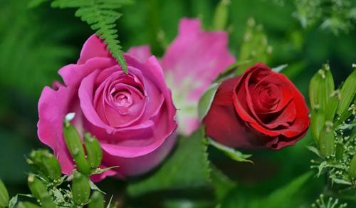 夢見母親去世了 夢見母親去世了