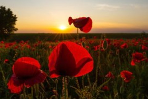 癸未日柱女命配偶特征?婚姻不易