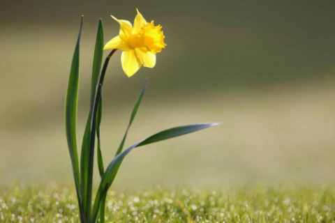 狗進家里是什么預兆 為什么說自來狗是財