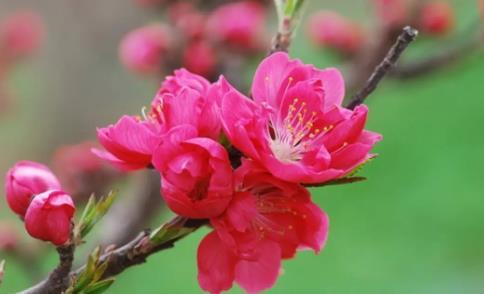 夢見小羊吃奶 夢見小羊吃奶