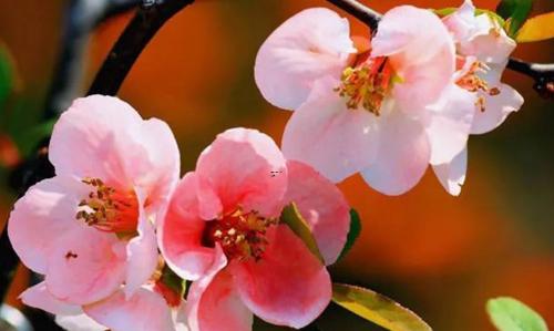 夢見做夢夢見挖墳墓是什么意思 夢見做夢夢見挖墳墓是什么意思