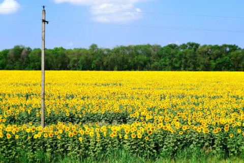 乙亥月出生的人命運(yùn)?喜歡交友很隨和