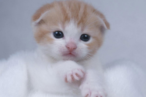 松柏樹的風水作用有哪些 松柏不進宅指的是什么