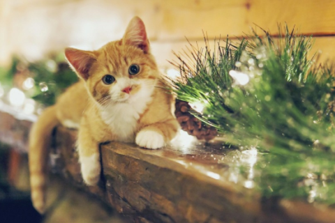 櫻桃嘴的人性格命運 男性擁有櫻桃嘴會如何