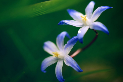 松柏樹的風水作用有哪些 松柏不進宅指的是什么