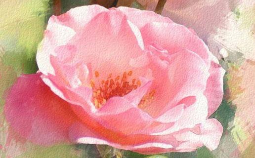 魅字取名女孩名字 魅字取名女孩名字