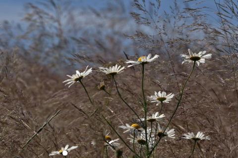 松柏樹的風水作用有哪些 松柏不進宅指的是什么