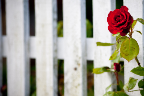 遠(yuǎn)山眉代表什么 遠(yuǎn)山眉是什么樣子