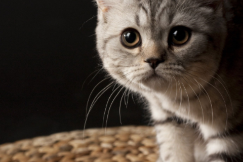 卯時出生的男孩命運 卯時出生男孩的婚姻