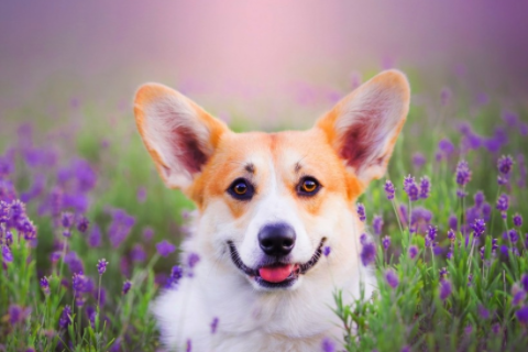 卯時出生的男孩命運 卯時出生男孩的婚姻