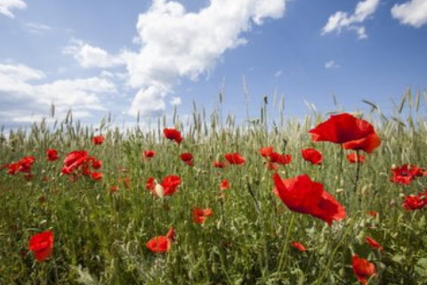 壬午日柱男命?行運欠佳