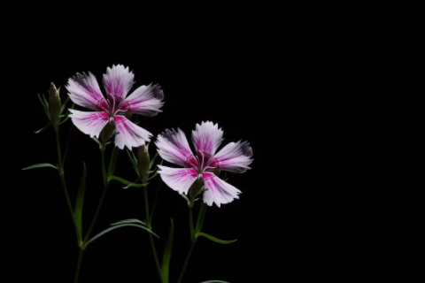 寓意內涵又好聽的寶寶名字 獨特文藝的名字