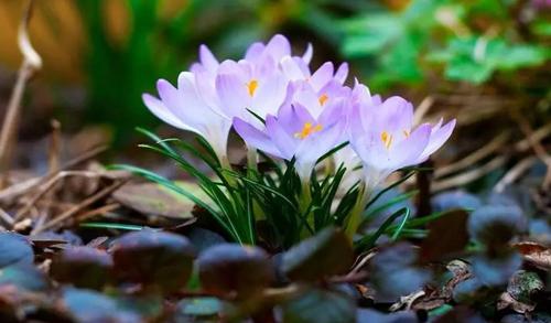 夢見好多蟑螂鉆進衣服里是好事嗎？