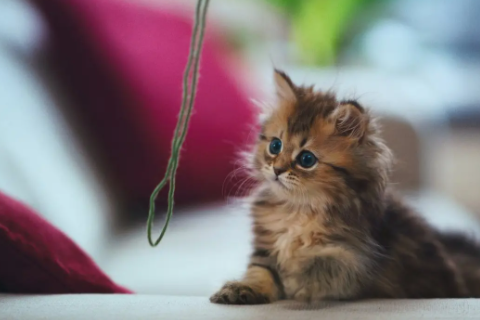 夢見熟悉人一起吃飯 夢見一群熟人在一起吃飯的夢境解析