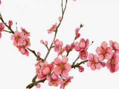 虎寶寶男孩取名字大全免費查詢