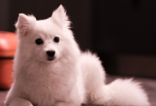 屬馬和屬雞的婚姻如何 屬馬和屬雞誰克誰