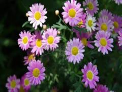 懷孕夢見買鞋子