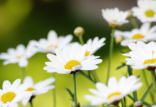 男人一生最吉利的網(wǎng)名 低調(diào)網(wǎng)名有男人味