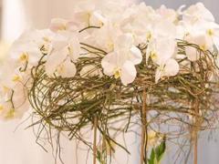 堪稱仙女下凡驚艷眾人的星座