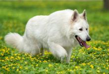 1970年屬狗女適合開什么店?飯店服裝店