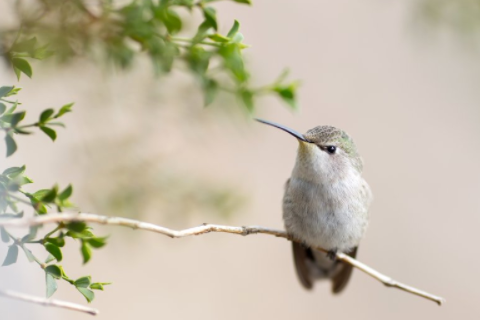 鸚鵡在風(fēng)水上有何寓意 自來鸚鵡代表什么運(yùn)氣