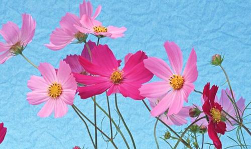 夢見自己被別人罵 夢見自己被別人罵