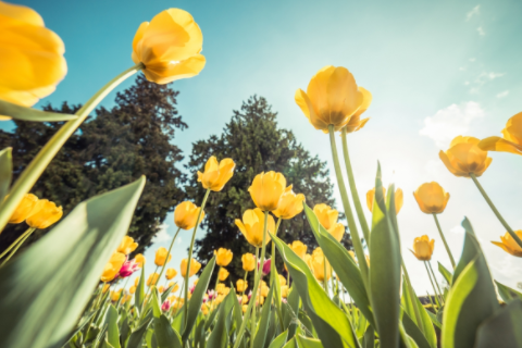 羊和虎相配婚姻如何 屬虎男和屬羊女婚配指數(shù)