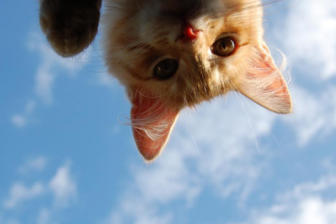 夢見自己很危險又脫險 夢到有驚無險預兆了什么嗎