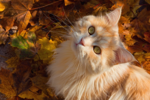 家里客廳掛燈籠的禁忌 紅燈籠可以一直掛嗎