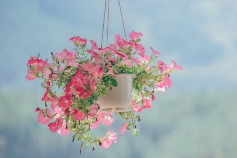 兔和狗相配婚姻長久嗎 屬狗和屬兔的合得來嗎