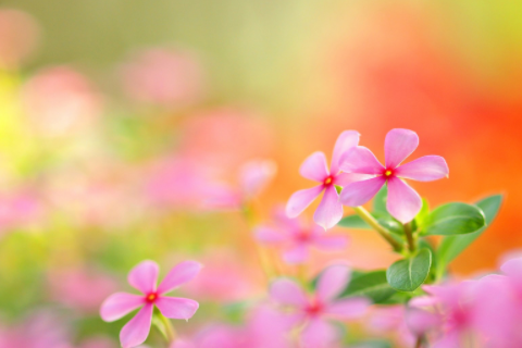 男蛇女狗婚姻是否相配 男蛇女狗能過一輩子嗎