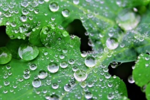 屬狗的和屬狗的結(jié)婚好不好 屬狗最忌諱的三個生肖