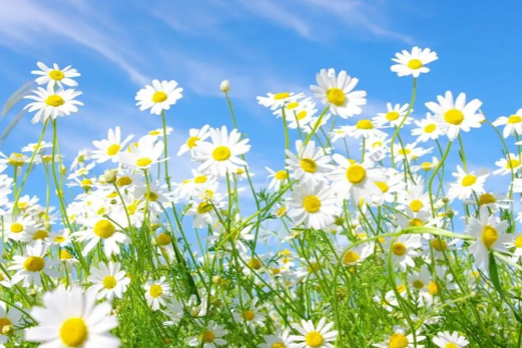 鼻梁有痣好不好 鼻梁有痣說明什么