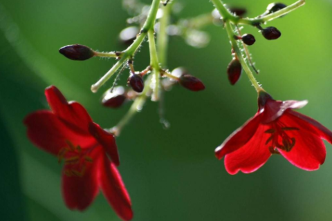 屬馬和屬狗相配嗎 屬馬和屬狗屬相相克嗎