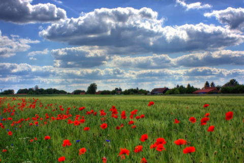 男羊女蛇婚姻是否相配 為什么羊男不能找蛇女