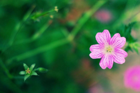 罕見浪漫二字網(wǎng)名情侶 溫柔到骨子里的情侶2字網(wǎng)名