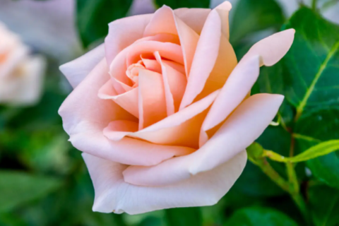 太歲年注意事項 犯太歲戴什么轉運