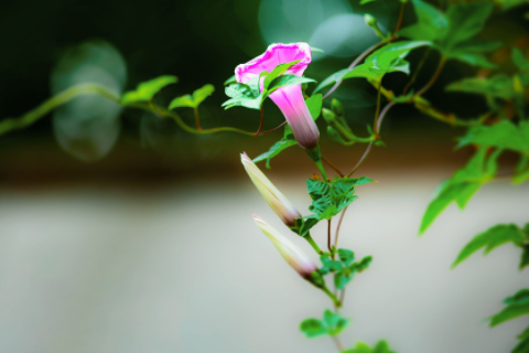 最新創(chuàng)意民宿名字大全 高雅好聽的民宿名字