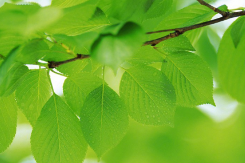 雙子座和摩羯座配嗎 為什么說摩羯死于雙子