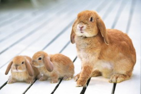 屬兔人佩戴本命佛的注意事項