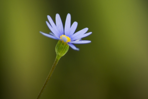 男兔女龍婚姻相配嗎 龍纏兔輩輩富什么意思