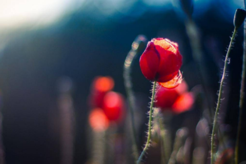 魁罡的女命如何 魁罡女命的上等婚姻