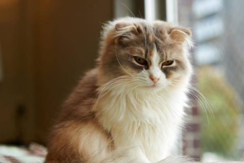 戊申日柱男命命運(yùn)詳解 戊申日生人最忌幾月