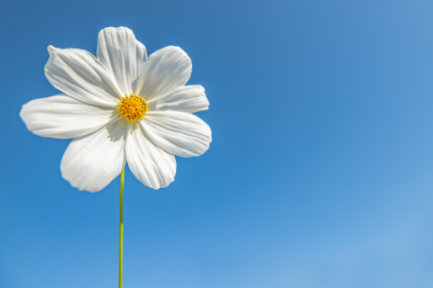 女人夢見老虎旺十年 女人夢見老虎但沒有傷害自己